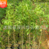 苗圃直銷降香黃檀木，又稱海南黃檀木、海南黃花梨木70厘米高左右
