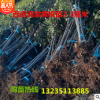 苗圃直銷高檔綠化工程苗西府海棠庭院觀花樹木樹型優美規格齊全