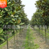園林綠化庭院盆栽四季常青植物廣玉蘭苗 樹姿雄偉壯麗