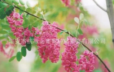 集安香花槐種根 東北吉林通化市 集安市出產 高出苗率 適應性強