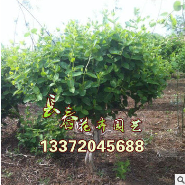 基地批發(fā)金銀花苗 耐陰 耐寒 金銀花苗木 金銀花種苗小苗30-100高