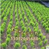基地供應(yīng) 綠化工程灑金柏大小苗彩色苗木 灑金柏小苗40-120高