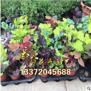 批發(fā)礬根花苗觀葉植物多年生彩葉草耐寒耐熱植物綠植盆栽草花系列