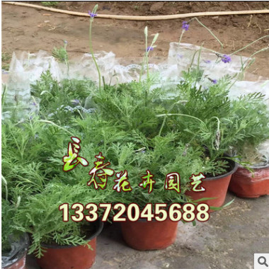 批發(fā)：薰衣草迷迭香苗盆栽室內苗木香草植物陽臺四季花卉凈化空氣