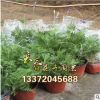 批發(fā)：薰衣草迷迭香苗盆栽室內(nèi)苗木香草植物陽臺四季花卉凈化空氣