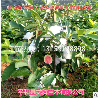 臺灣西瓜芭樂苗果樹苗紅心番石榴種苗四季當年結果盆栽庭院種植