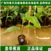 香蕉苗香蕉樹苗矮化脫毒粉蕉小米蕉紅香蕉皇帝蕉營養杯苗盆栽