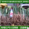 紅心火龍果苗紅肉火龍果樹苗白心白肉麒麟果北方種植盆栽廣西苗場
