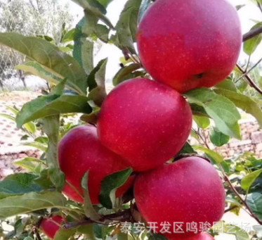 中秋王蘋(píng)果 嘎啦蘋(píng)果 柱狀蘋(píng)果 魯麗矮化蘋(píng)果樹(shù)