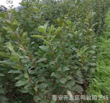 苗圃直銷(xiāo)李子樹(shù)苗 四川清脆脆紅蜂糖 李子苗 晚熟品種李子樹(shù)苗供