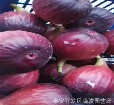 基地果樹(shù)苗無(wú)花果樹(shù)苗供應(yīng) b1011金傲芬無(wú)花果苗 波姬紅無(wú)花果苗