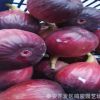 基地果樹苗無花果樹苗供應 b1011金傲芬無花果苗 波姬紅無花果苗