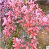蓬徑60公分紅葉石楠小球 湖南紅葉石楠小毛球 量大價(jià)優(yōu)