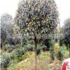 批發(fā) 8cm桂花樹 湖南高桿桂花樹苗 金桂 八月桂 丹桂價(jià)格