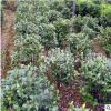 直銷蓬徑60cm-70公分茶梅球 湖南茶梅小球 質(zhì)量有保證 量大價(jià)從優(yōu)