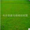 直銷四季常青百慕大草皮 湖南四季常青地被草坪 保證足尺