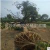 專供14cm公分全冠香樟樹 移植香樟樹 苗圃直接供貨