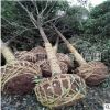 批發(fā)湖南15公分16公分香樟樹 全冠香樟 切桿發(fā)枝移栽香樟樹