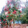 批發(fā)5-6cm公分高桿茶花樹 湖南茶花樹苗價(jià)格便宜 樹形優(yōu)美