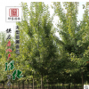 批發美國紅楓樹苗 精品中國紅楓 行道樹綠化苗木