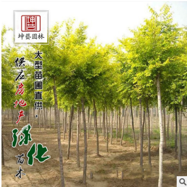 基地直銷優(yōu)質綠化喬木 金葉榆樹苗 優(yōu)質中華金葉榆小苗