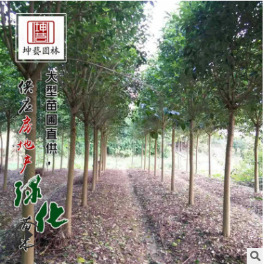 基地直銷工程綠化苗優(yōu)質大葉女貞 高桿女貞 耐寒耐旱規(guī)格齊全