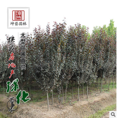 紫葉李樹苗基地批發(fā)行道樹 速生紅葉李道路綠化苗木