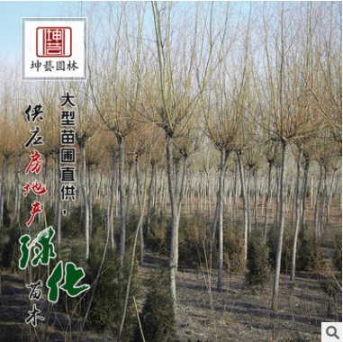 批發(fā)優(yōu)質綠化苗木垂柳小苗 青皮垂柳苗 金絲垂柳規(guī)格齊全易成活