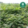 宜昌欒樹(shù)8公分燈籠樹(shù)搖錢樹(shù)金雨樹(shù)國(guó)慶花木老芽園林綠化批發(fā)