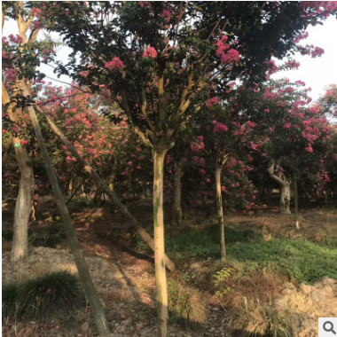 紫薇樹樁產地批發 紫薇盆景 紫薇樹小苗紫薇花樹苗