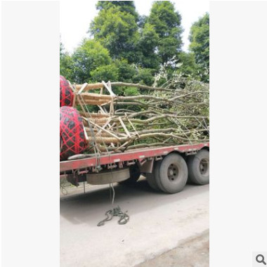 供應叢生樸樹 豐茂種植園大量供應樸樹 優質樸樹