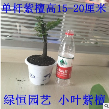 場家批發紫檀盆栽小葉紫檀盆景樹樁 黑骨茶樹樁盆景