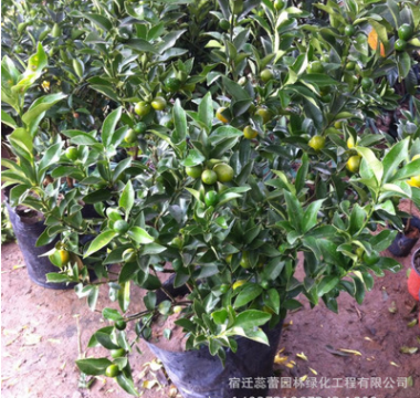 盆栽橘子 優質盆栽橘子 大方美觀橘子盆栽