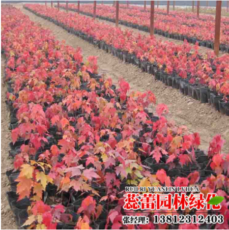 批發紅楓小苗 規格齊全工程綠化苗木紅楓苗 街道綠化紅楓苗