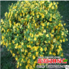 批發棣棠小苗爬藤植物多花 棣棠小苗工程綠化苗棣棠小苗