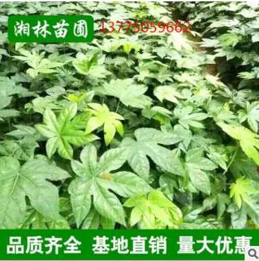 批發(fā)工程用苗 八角金盤杯苗綠化苗木 優(yōu)質(zhì)八角金盤小苗