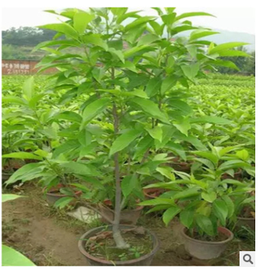 基地直銷嫁接紫玉蘭樹苗批發紅白黃玉蘭苗工程綠化苗 規格齊全
