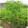 基地直銷嫁接紫玉蘭樹苗批發紅白黃玉蘭苗工程綠化苗 規格齊全