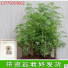 供應(yīng)優(yōu)質(zhì)水杉 水杉樹(shù)苗 水杉苗 各種規(guī)格水杉樹(shù)批發(fā)