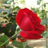 供應(yīng)優(yōu)質(zhì)花卉玫瑰苗觀賞玫瑰種苗6－13公分卡羅拉無(wú)病蟲(chóng)害