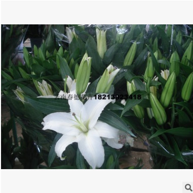 大量供應(yīng)優(yōu)質(zhì)切花盆栽用荷蘭進(jìn)口百合種球徑規(guī)格16－18cm