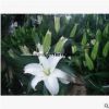 大量供應優質切花盆栽用荷蘭進口百合種球徑規格16－18cm