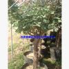 長年供應優質8公分月季樹玫瑰樹盆栽綠植花卉盆景量大從優