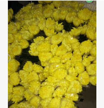昆明鮮花批發 清明節鮮花批發大白菊花，大花菊花，切花菊