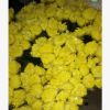 昆明鮮花批發 清明節鮮花批發大白菊花，大花菊花，切花菊