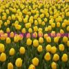 預定荷蘭進口花卉種球郁金香種球11－12 12+