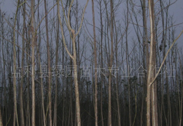 大量植物苗木批發(fā)綠化工程，優(yōu)質(zhì)速生楊—3公分中潛系列