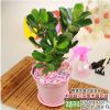 批發(fā)多肉植物 花卉盆景 沙漠玫瑰 小盆栽花卉 四季開花 易種植