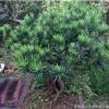大量供應優(yōu)質低價造型羅漢松盆景羅漢松盆栽量大優(yōu)惠