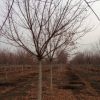 我基地供應喬木類//五角楓 5--10公分 工程綠化苗木 各種規(guī)格齊全